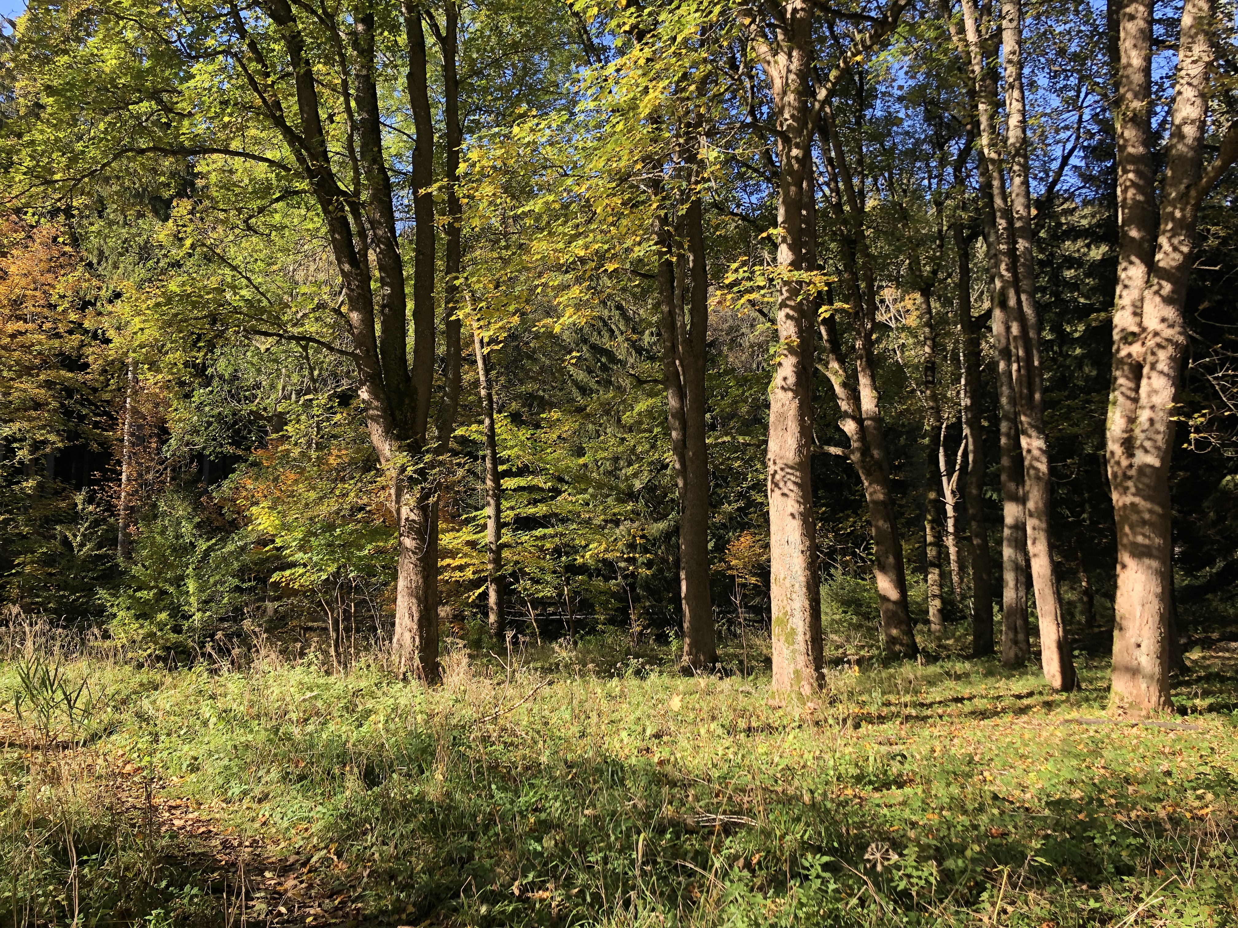 Wald